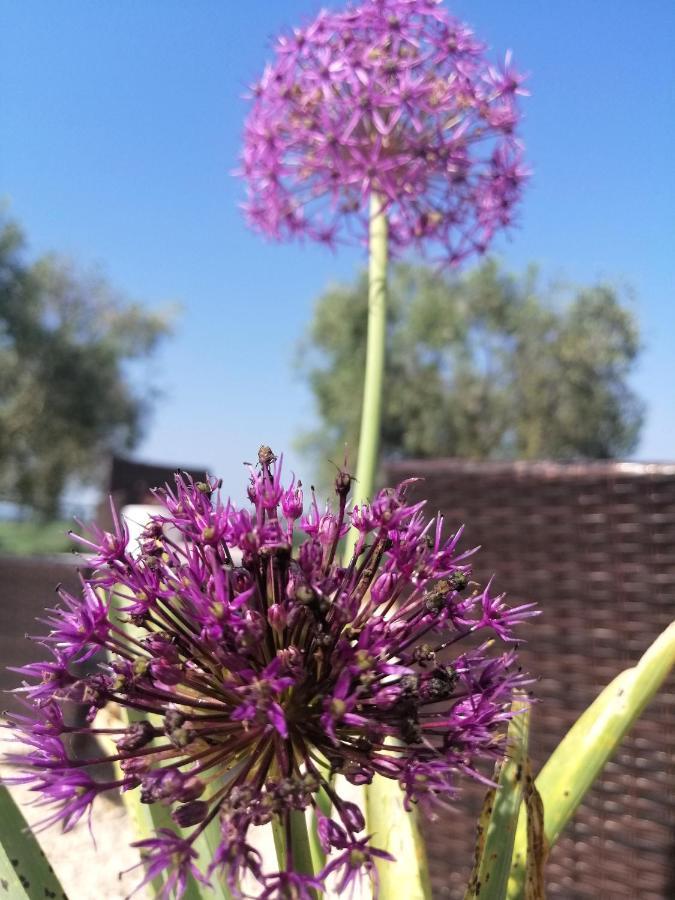 Agriturismo Podere Verdicchio Scansano Bagian luar foto
